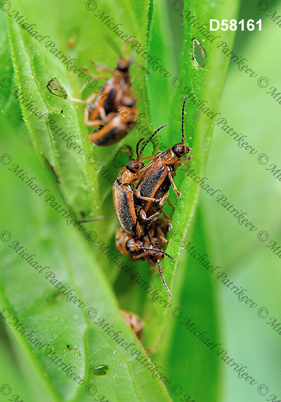 Black-margined Loosestrife Beetle (Neogalerucella calmariensis)